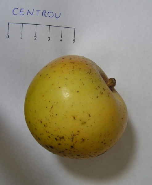 Pomme Centrou - Vue de profil