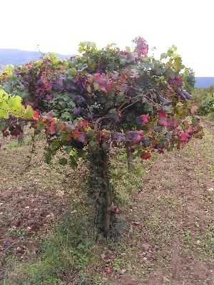 Joualles Hautains Les Vergers retrouvés du Comminges