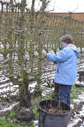 Activités 2013 Les Vergers retrouvés du Comminges