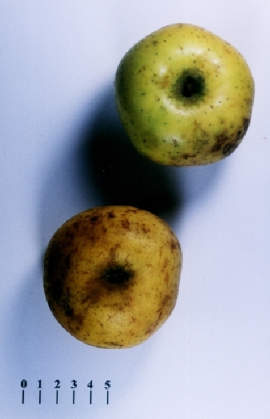 Pomme Reinette Blanche du Canada - Vue de dessus et de dessous