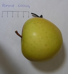 Pomme coing
