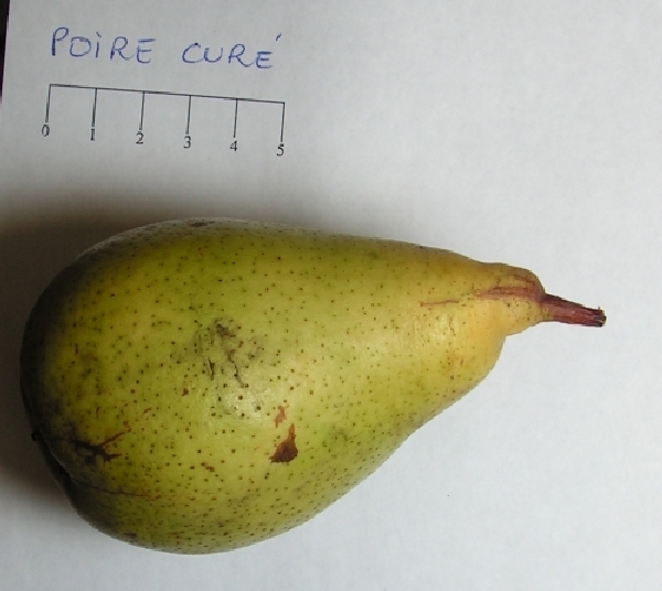 Poire Curé – Vue de profil