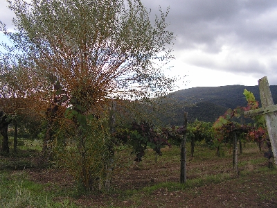 Joualles Hautains Les Vergers retrouvés du Comminges