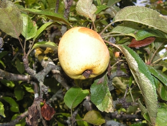 Pomme de Montsaunès