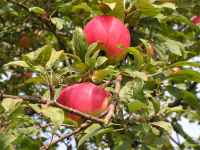 Pomme Les Vergers retrouvés du Comminges