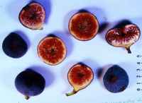 Figues Les Vergers retrouvés du Comminges