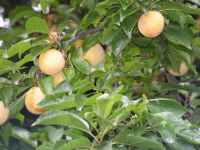 Prune Les Vergers retrouvés du Comminges