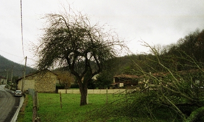 Douce Néruque