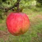 Calville Rouge d’Automne