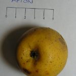 Apion