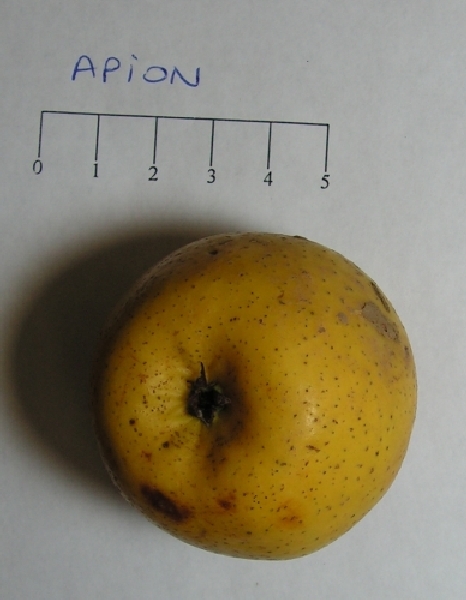 Pomme Apion - Vue de dessous
