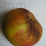 Belle des Bois