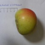 Blanche d’Espagne