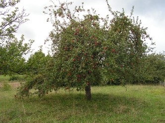 Calville rouge d'automne