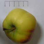 Api étoilée