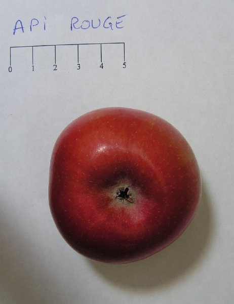 Pomme Api rouge - Vue de dessous