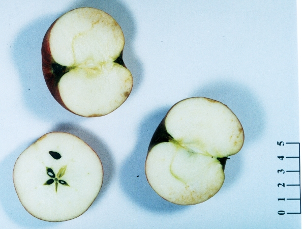 Pomme Belle de mai - Vue en coupe