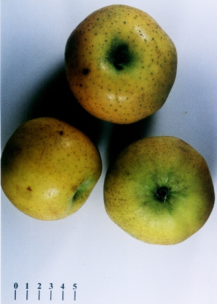 Pomme Bertrane - Vue de dessus et de dessous