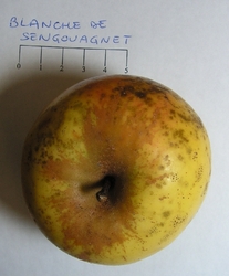 Blanche de Sengouagnet