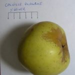 Calville Blanche d’Hiver