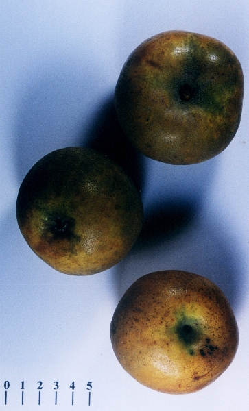 Pomme Chanteclerc - Vue de dessus et de dessous