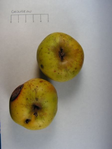 Pomme Choureau - Vue de dessus