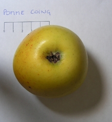 Pomme coing