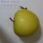 Pomme coing