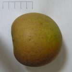 Court pendue grise