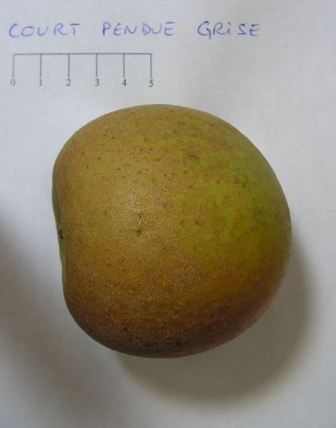 Pomme Court pendue grise - Vue de profil