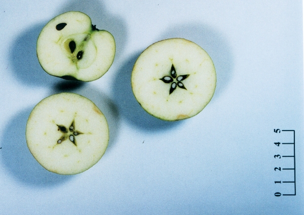 Pomme Douce néruque - Vue en coupe