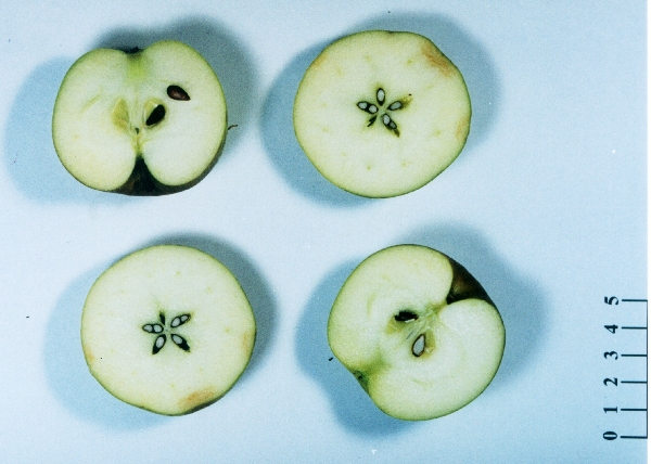 Pomme Massoucade - Vue en coupe