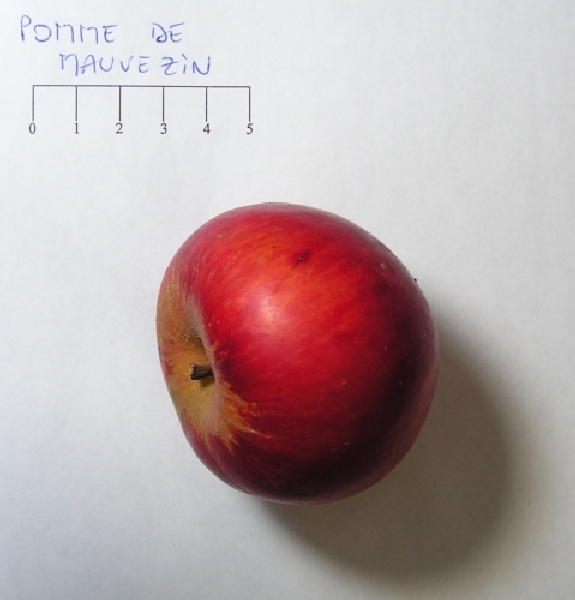 Pomme de Mauvezin