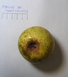 Pomme de Montsaunès