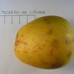 Museau de lièvre jaune d’his