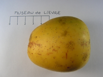 Museau de lièvre jaune d'his