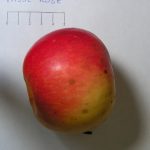 Passerosse