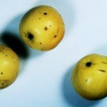 Pomme Orange
