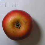 Reinette d’Angleterre