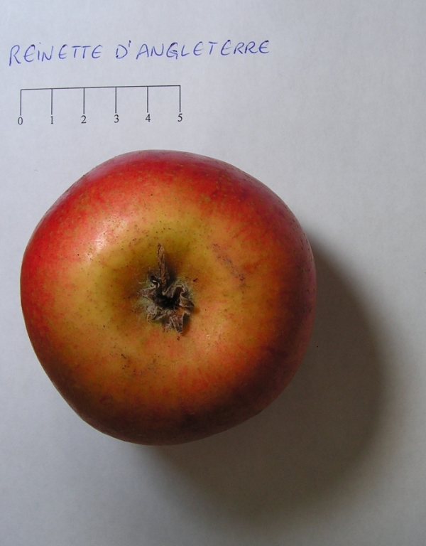 Pomme Reinette d'Angleterre - Vue de dessous