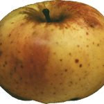 Reinette du Comminges