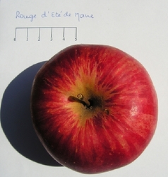 Rouge d'été de Mane