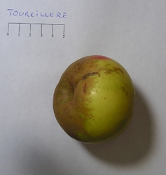 Toureillère