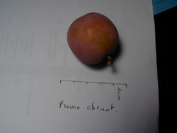 Prune abricot