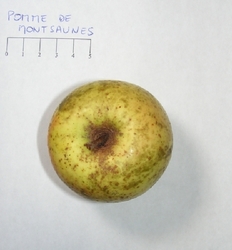 Pomme de Montsaunès