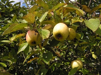 Pomme de Montsaunès