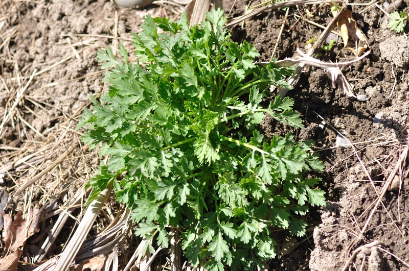 Salade Chrysanthème parténium des champs Les Vergers retrouvés du Comminges
