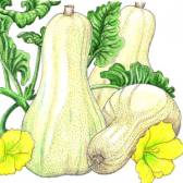 Fête Courge Huos Les Vergers retrouvés du Comminges